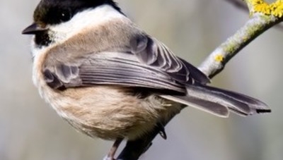 Yorkshire wetlands designated Site of Special Scientific Interest