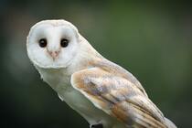 A close up of an owl looking directly into camera.