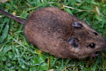 A close up of a field mouse nestling in some grass