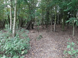 Birch corner in the country park. A clearing with wooden tree stumps in a large circle for seating and trees dotted around